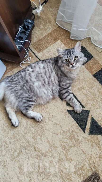 Кошки в Москве: Кот Корсик в добрые руки Мальчик, Бесплатно - фото 5