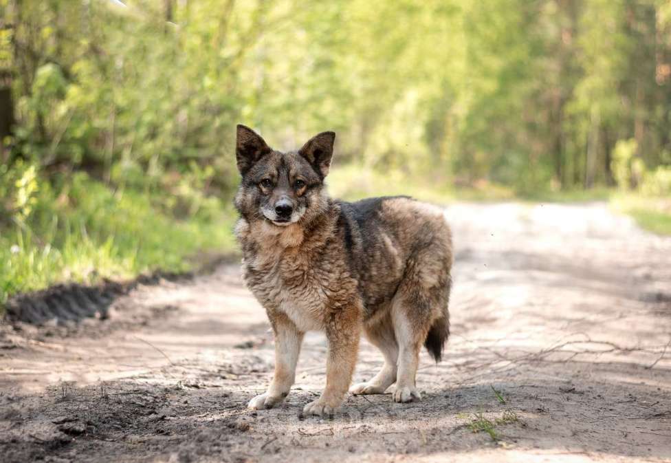Собаки в Москве: Метис корги Девочка, Бесплатно - фото 4