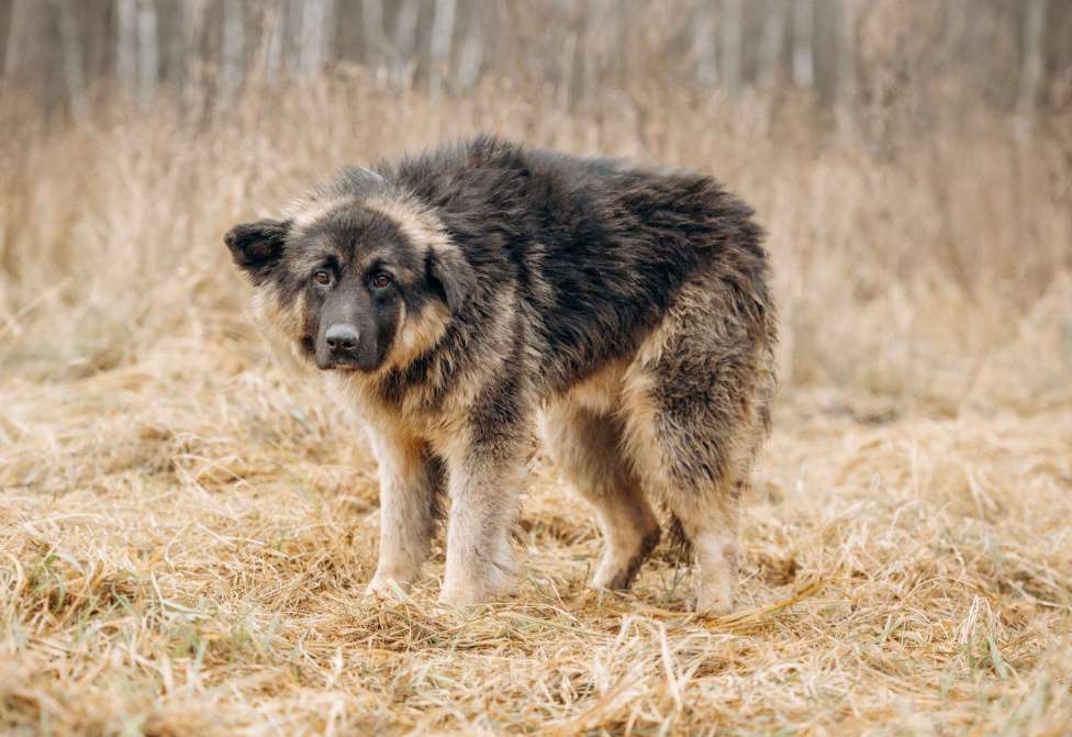 Собаки в Москве: Большой, трусливый великан ищет семью Мальчик, Бесплатно - фото 6