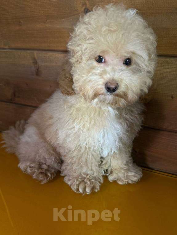 Собаки в Балашихе: Мальчик Мальтипу Мальчик, 60 000 руб. - фото 1