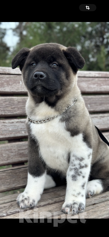 Собаки в Москве: Американская Акита мальчик  Мальчик, 120 000 руб. - фото 1