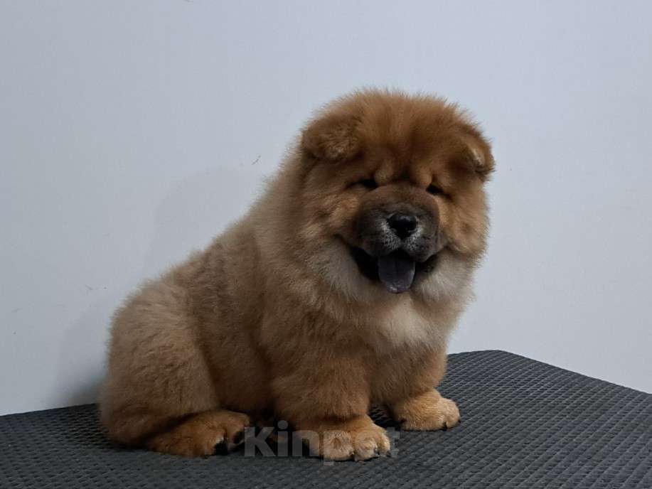 Собаки в Екатеринбурге: Чау чау щенок мальчик  Мальчик, 60 000 руб. - фото 2