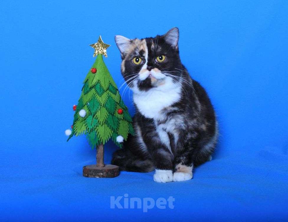 Кошки в Москве: Американская короткошерстная в дар Девочка, 1 руб. - фото 7