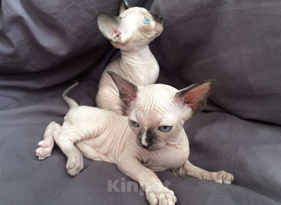 Кошки в Санкт-Петербурге: Канадский сфинкс котенок Девочка, 16 000 руб. - фото 2
