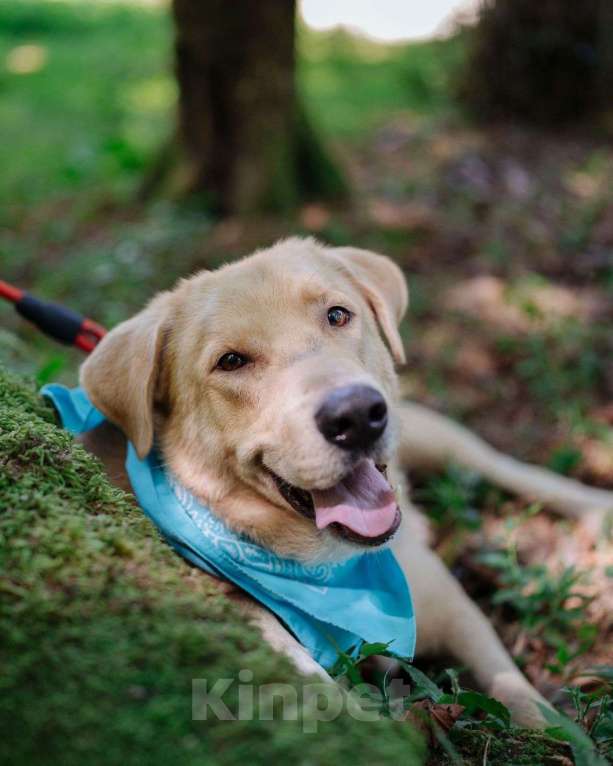 Собаки в Москве: Собака компаньон Мальчик, Бесплатно - фото 3