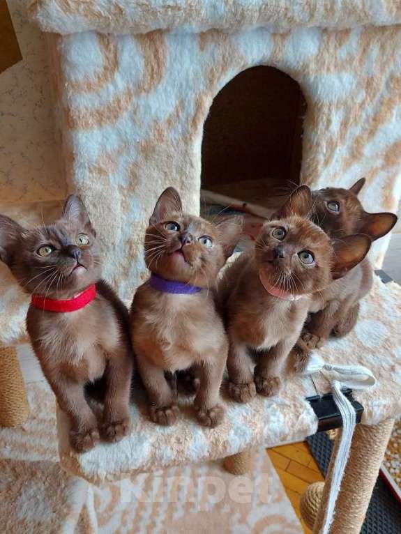 Кошки в Москве: Бурманские котята Девочка, 70 000 руб. - фото 8