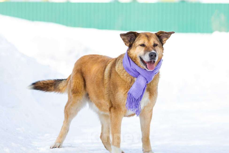 Собаки в других городах Московской области: Буся - путешественница Девочка, 1 руб. - фото 7
