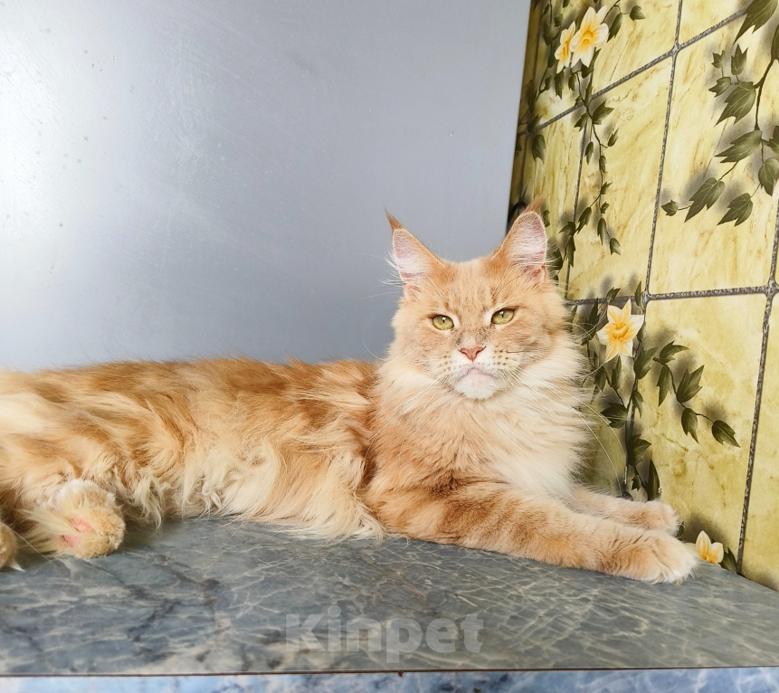 Кошки в Москве: Котёнок Мейн-кун Девочка Девочка, 30 000 руб. - фото 8