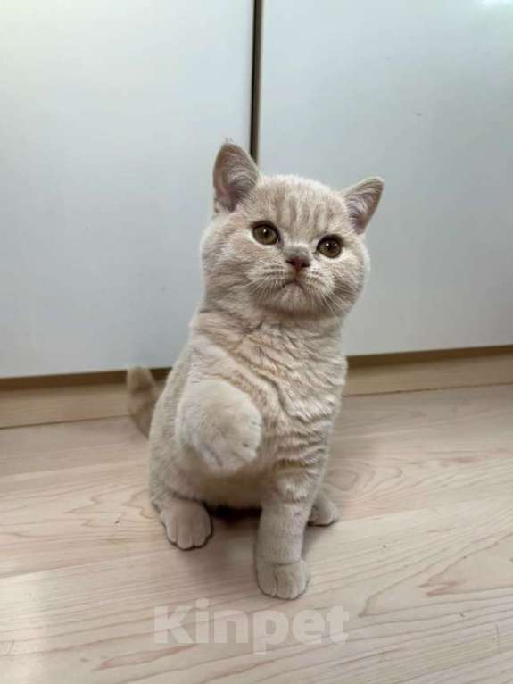 Кошки в Москве: Британский кремовый котенок Мальчик, 50 000 руб. - фото 2