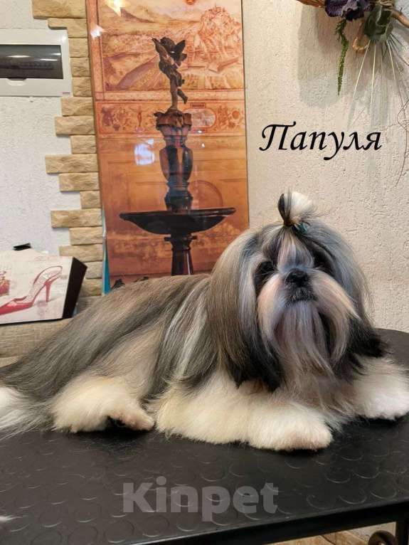 Собаки в других городах Краснодарского края: Очаровательные девочки и мальчики ши-тцу от титулованных родителей Мальчик, Бесплатно - фото 5