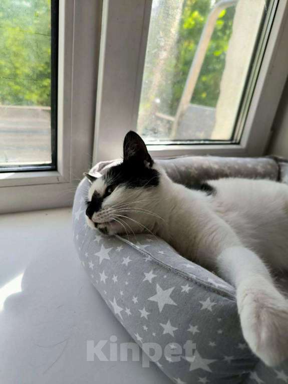 Кошки в Королеве: микро-кошечка Нюша ищет дом. Девочка, Бесплатно - фото 5