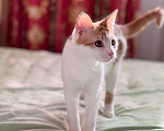 Кошки в Москве: Рыжий котенок СОфа в добрые руки Девочка, Бесплатно - фото 7