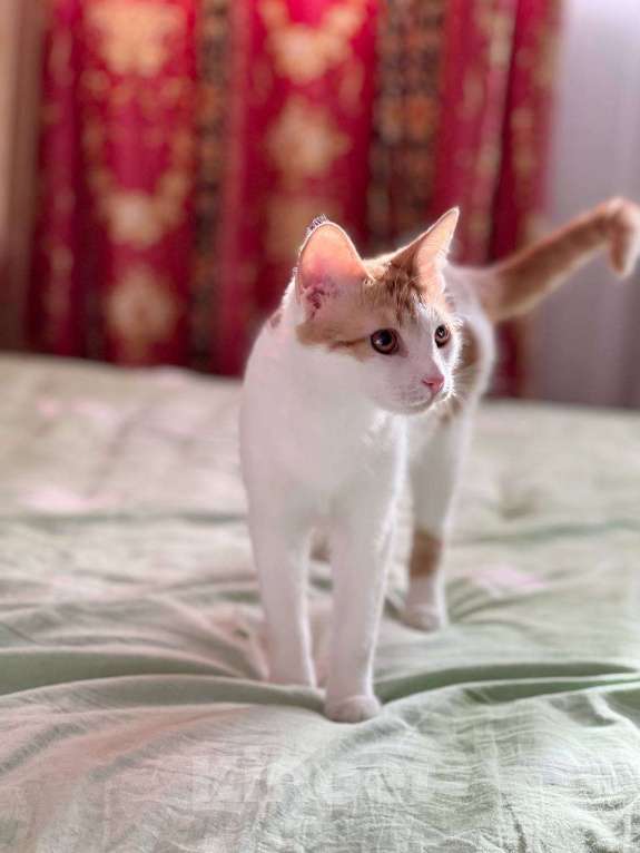 Кошки в Москве: Рыжий котенок СОфа в добрые руки Девочка, Бесплатно - фото 7