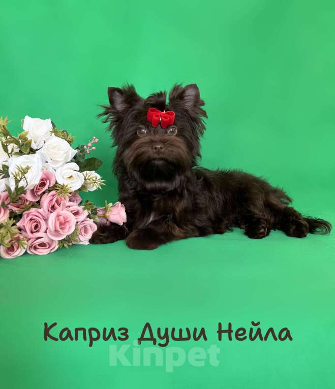 Собаки в Санкт-Петербурге: Девочка в разведение шоколадный йорк Девочка, 70 000 руб. - фото 1