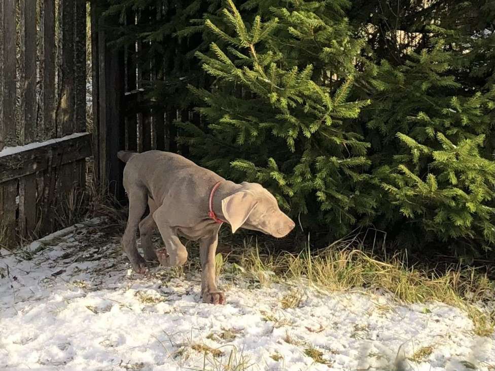 Собаки в других городах Московской области: Щенок веймаранера Девочка, 80 000 руб. - фото 3