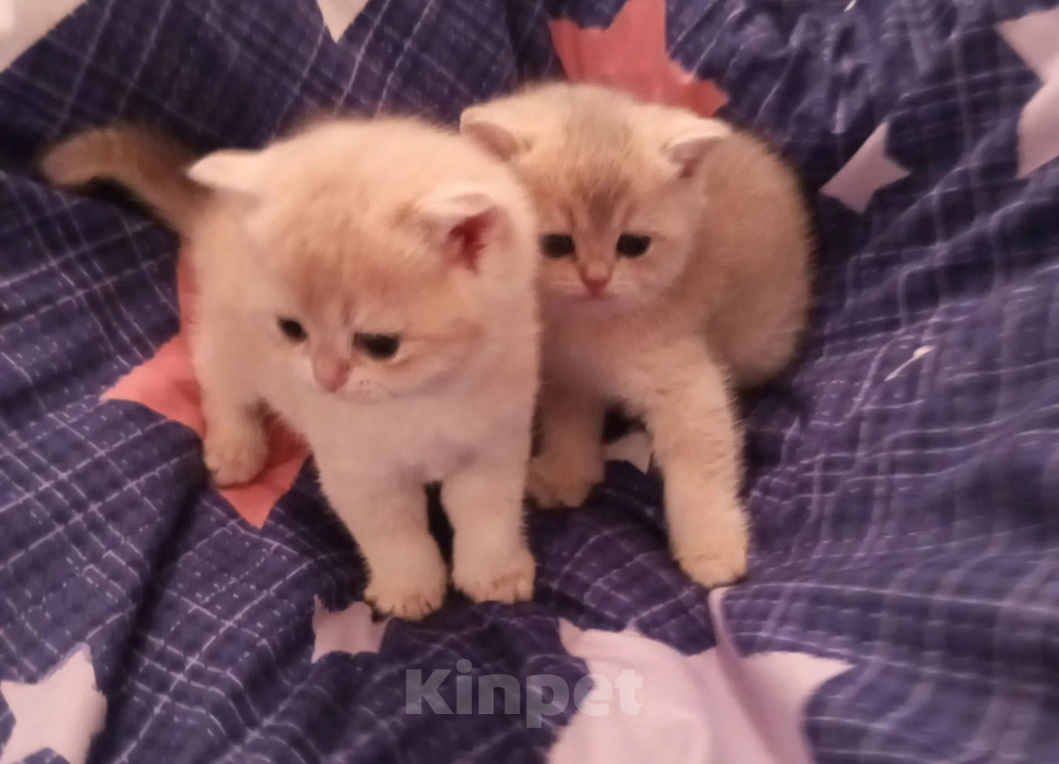 Кошки в Ростове-на-Дону: Шотландские котята Разнополые, 25 000 руб. - фото 2