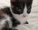 Кошки в Тамбове: Котенок в добрые руки Мальчик, Бесплатно - фото 2