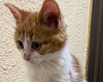 Кошки в Москве: Рыжий Ваня,  маленький котенок ищет любящую семью Мальчик, 1 руб. - фото 6