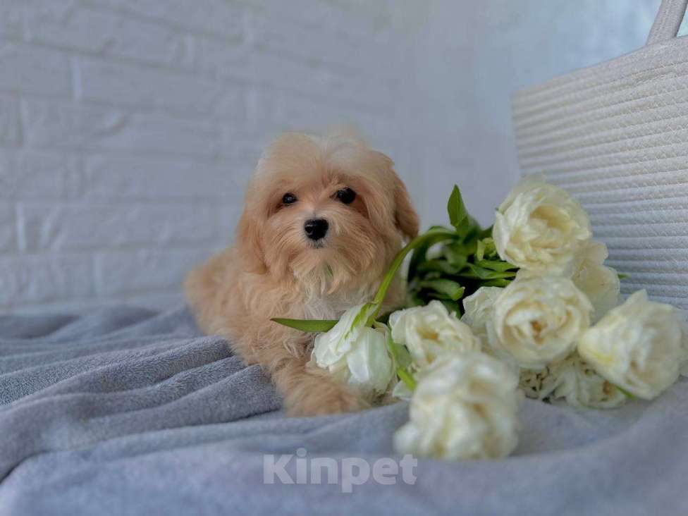 Собаки в Калининграде: Мальтипу девочка мини Девочка, 80 000 руб. - фото 9