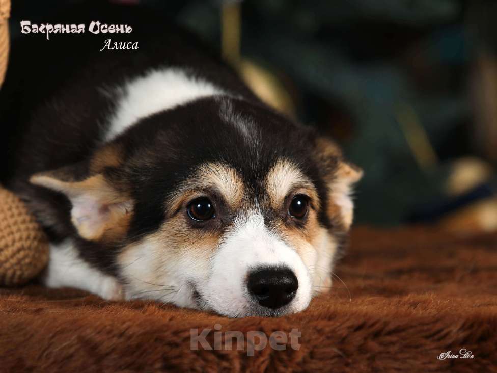 Собаки в других городах Московской области: Девочка вельш корги пемброк Девочка, 70 000 руб. - фото 4