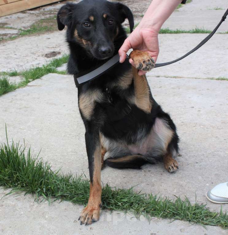 Собаки в Москве: Альма ищет свою любимую семью Девочка, 100 руб. - фото 5