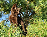 Кошки в других городах Ленинградской области: Чарльз бурый котенок Мальчик, 125 000 руб. - фото 8