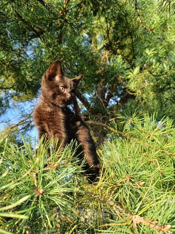 Кошки в других городах Ленинградской области: Чарльз бурый котенок Мальчик, Бесплатно - фото 8