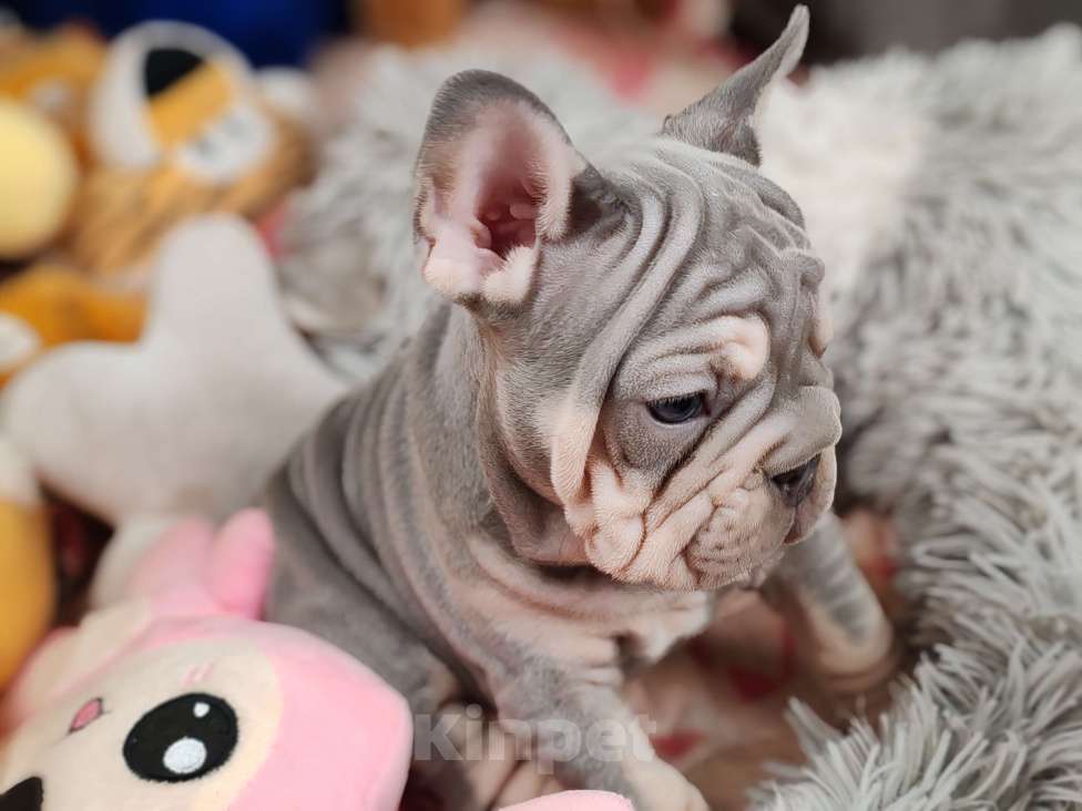 Собаки в Санкт-Петербурге: Шикарная лиловая  девочка Девочка, 80 000 руб. - фото 6