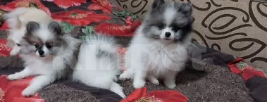 Собаки в других городах Ставропольского края: померанский шпиц Мальчик, 25 руб. - фото 2