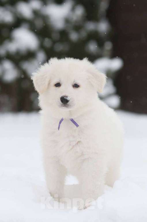 Собаки в Москве: Отдадим щенка белой швейцарской овчарки 2 месяца в хорошие руки Мальчик, 20 000 руб. - фото 4