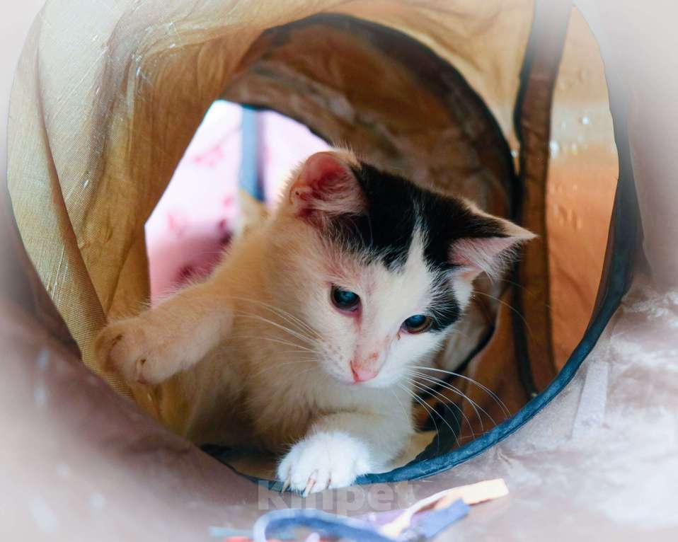 Кошки в Москве: Белян - лучший друг вашего котейки! Мальчик, Бесплатно - фото 6