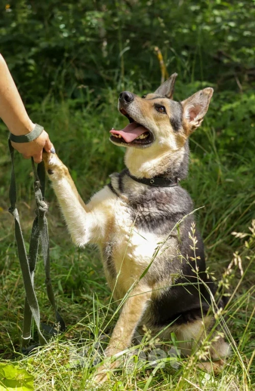 Собаки в Ногинске: Джесси Девочка, Бесплатно - фото 4