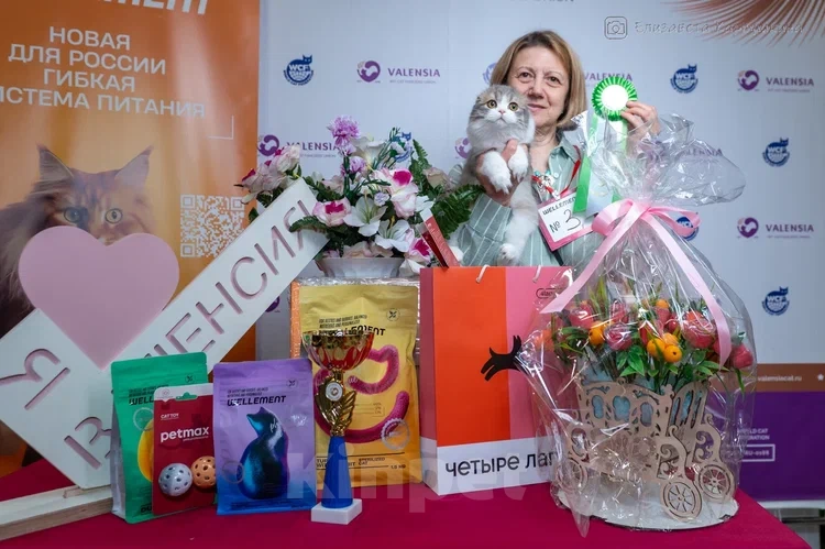 Кошки в Санкт-Петербурге: Вислоухий мальчик Елисей Мальчик, 80 000 руб. - фото 4