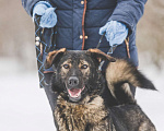 Собаки в Москве: Бакс Мальчик, Бесплатно - фото 2
