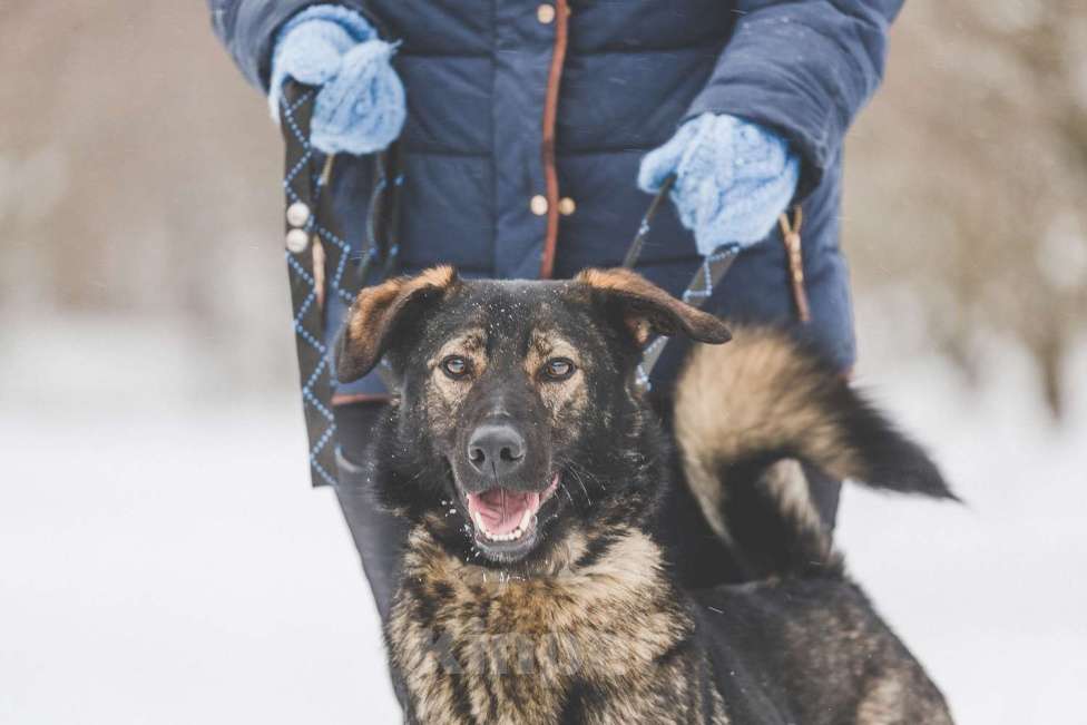 Собаки в Москве: Бакс Мальчик, Бесплатно - фото 2