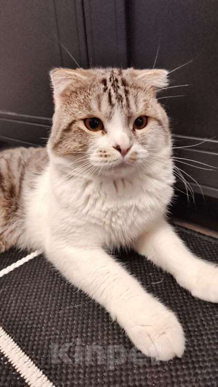 Кошки в Москве: Ищем брошенному на улице коту новых хозяев Мальчик, Бесплатно - фото 1