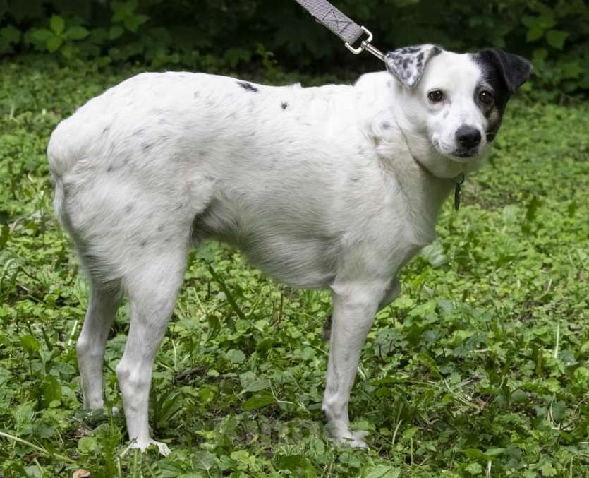 Собаки в Москве: Маленькая белая собачка Маруся Девочка, Бесплатно - фото 6