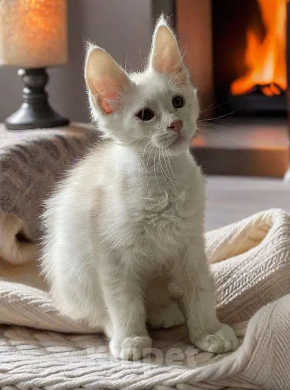 Кошки в Москве: Пушистый ангел для вашего новогоднего настроения Мальчик, 100 000 руб. - фото 9