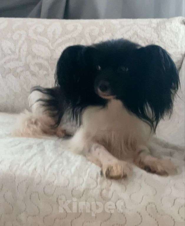 Собаки в других городах Московской области: Щенок Папиллон с родословной  Девочка, Бесплатно - фото 3