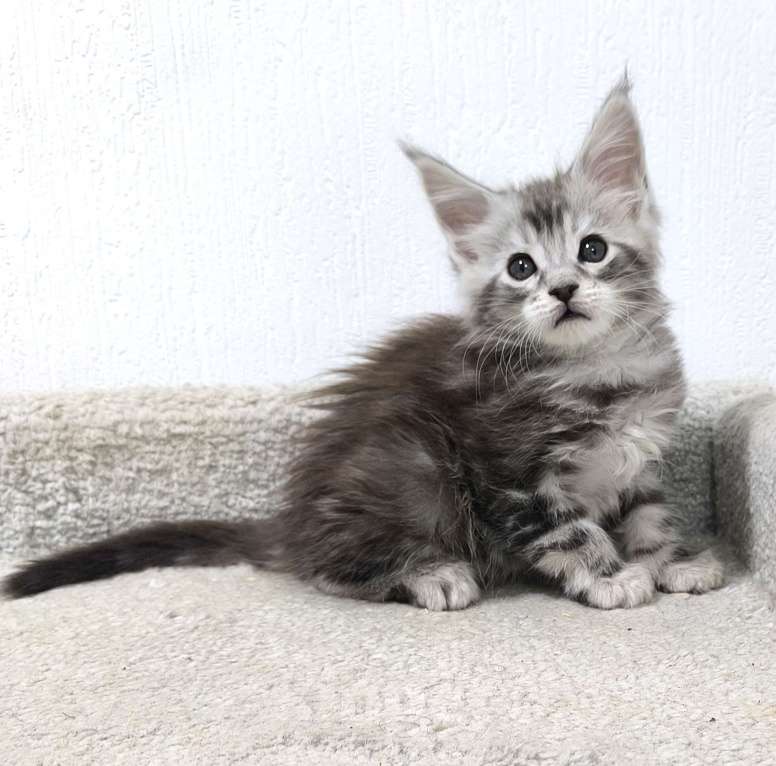 Кошки в Санкт-Петербурге: Котенок мейн-кун полидакт 6/6/5/5 Мальчик, 80 000 руб. - фото 1