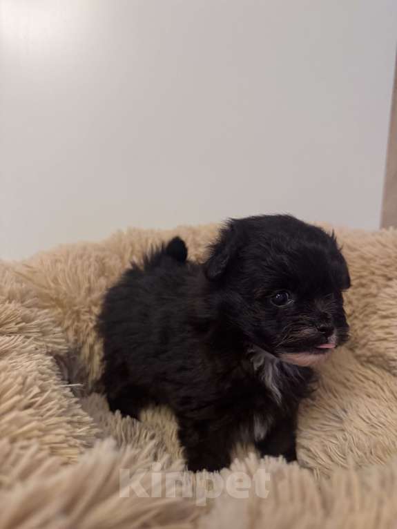 Собаки в Воронеже: Девочки мальтипу Девочка, 90 000 руб. - фото 9