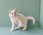Кошки в Пензе: Котёнок породы Рэгдолл - Boris Мальчик, 65 000 руб. - фото 6