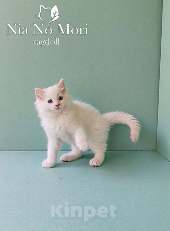 Кошки в Пензе: Котёнок породы Рэгдолл - Boris Мальчик, 65 000 руб. - фото 6