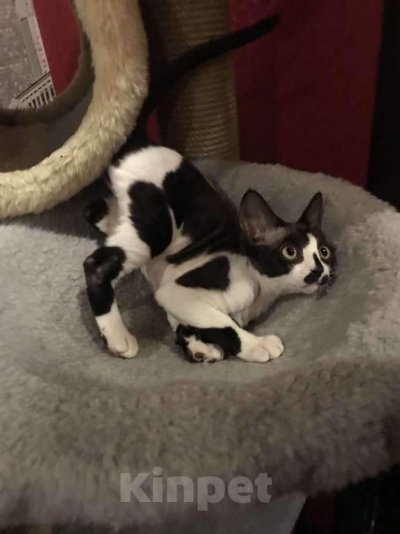 Кошки в Москве: Котята Девон рекс Девочка, 50 000 руб. - фото 3