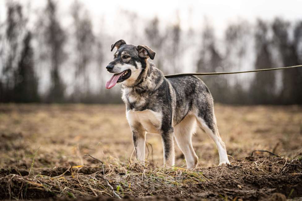 Собаки в Клине: Кайя - собака, полная радости Девочка, Бесплатно - фото 4