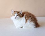 Кошки в Серпухове: Фиалка Русские Цветы Курильский Бобтейл Девочка, 50 000 руб. - фото 1