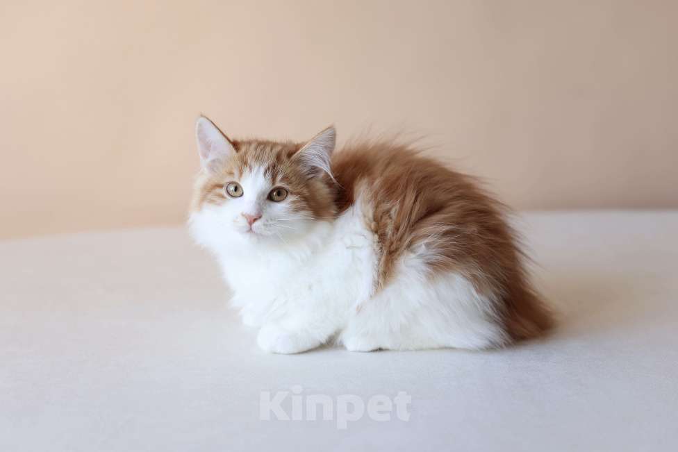 Кошки в Серпухове: Фиалка Русские Цветы Курильский Бобтейл Девочка, 50 000 руб. - фото 1