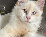 Кошки в Москве: Голубоглазый котик Имбирь ищет дом Мальчик, Бесплатно - фото 1