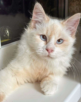 Голубоглазый котик Имбирь ищет дом