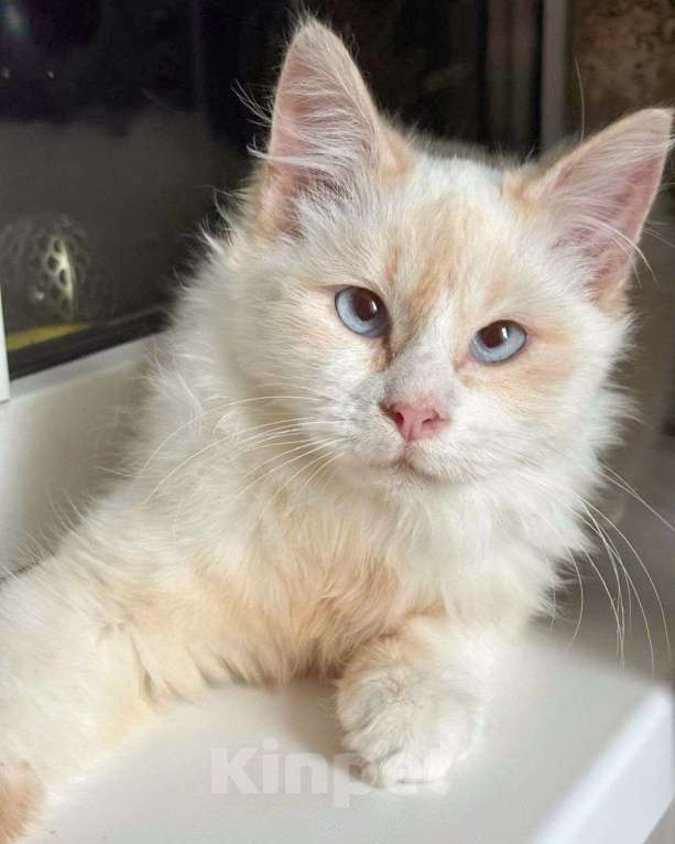 Кошки в Москве: Голубоглазый котик Имбирь ищет дом Мальчик, Бесплатно - фото 1
